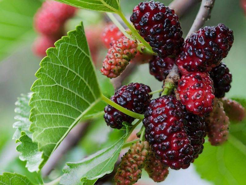 Шелковица купить саженцы из питомнике в Васильевке