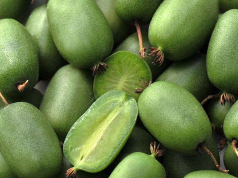 Актинидия купить саженцы из питомнике в Васильевке