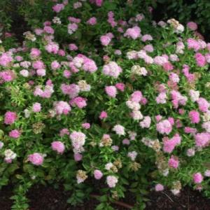Спирея "ШИРОБАНА" (стакан Р9)