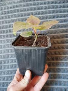 Киви Аббот