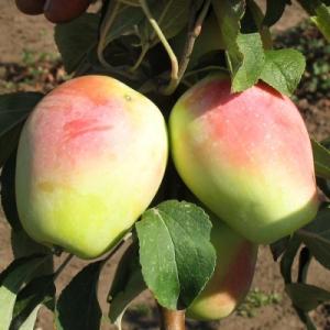 Яблоня "КАНДИЛЬ СИНАЛ"